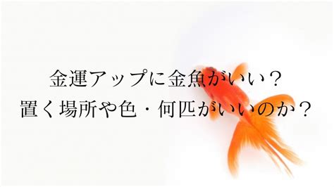 金魚 風水|金魚は金運アップにいい？置く場所や金魚の色・何匹。